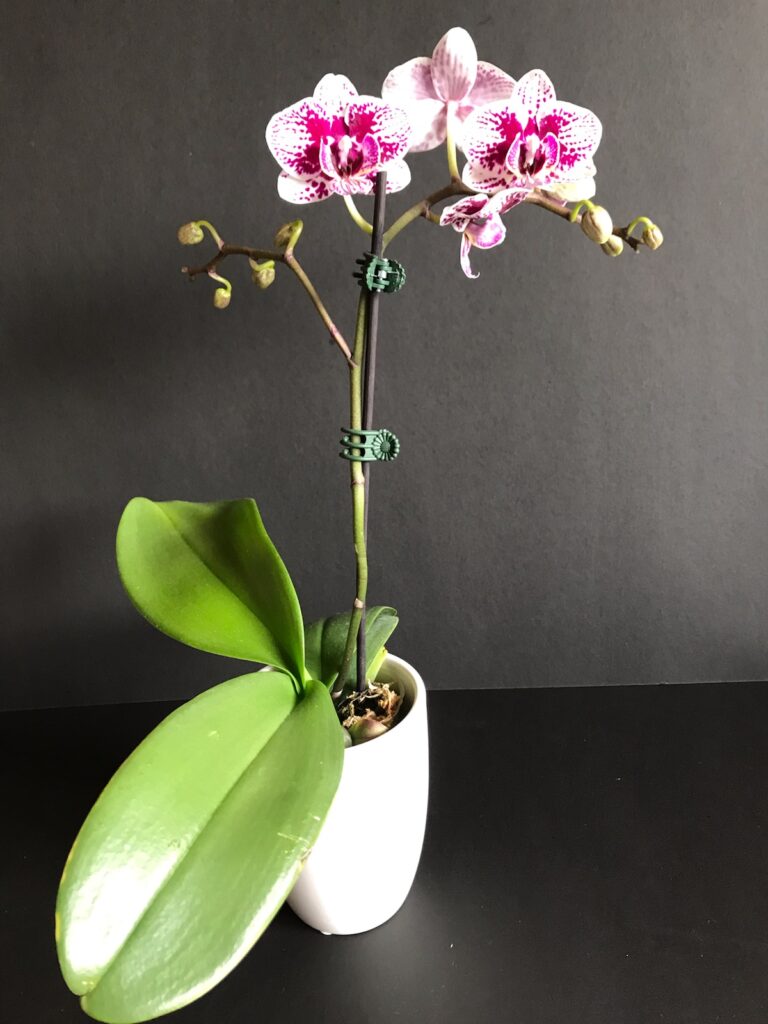 Miniature Phalaenopsis Orchid In Ceramic Pot Flowering Bronans Mobility Solutions 