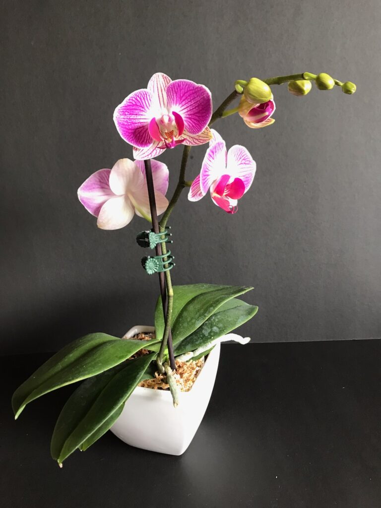 Miniature Phalaenopsis Orchid In Ceramic Pot Flowering Bronans